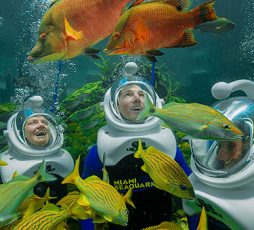 Miami Seaquarium Experience Sea Trek Reef Encounter Masthead Mobile@375x340 e1649877028430