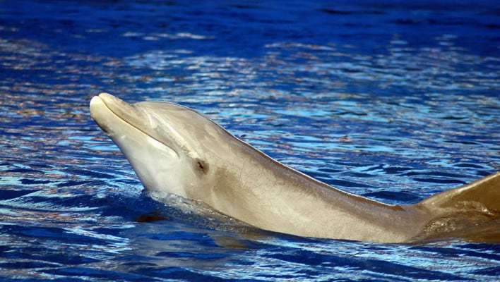 swim with dolphins miami beach