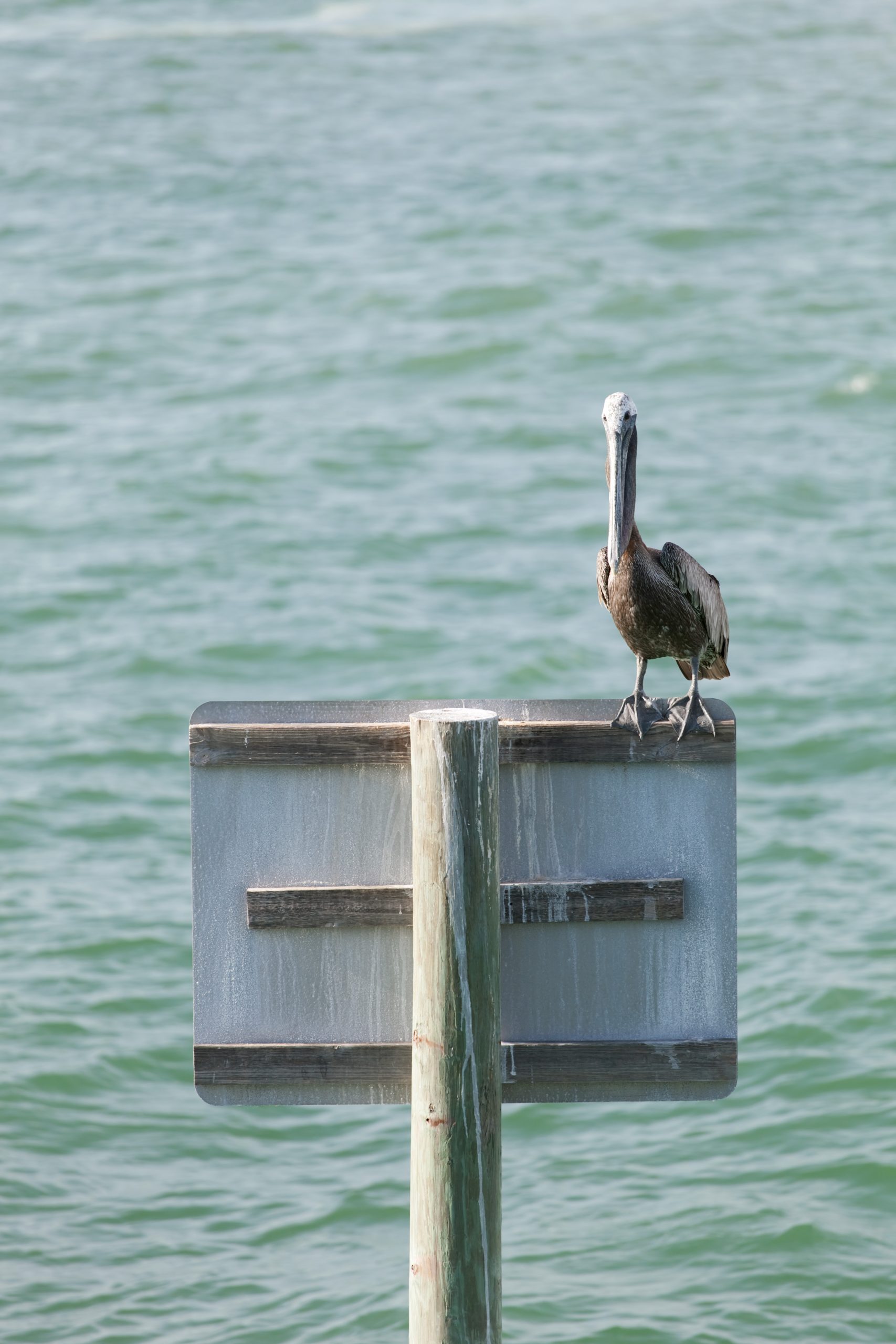 a brown pelican bird posing near the public pier in clearwater florida BKxaQB0So scaled